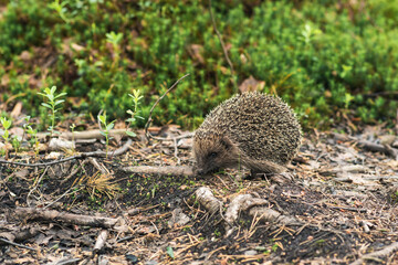 wild hedgehog in natural habitat