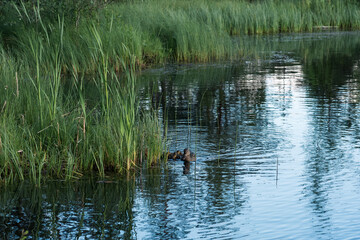 Duck and ducklings swimming in a small lake among reeds