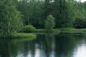 Obraz premium beautiful summer calm lake with reeds in green forest with couple of tufted ducks