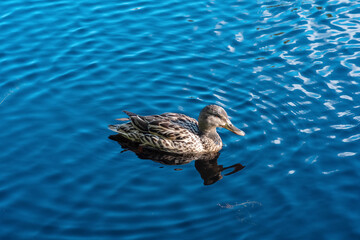 Mallard duck swimming in the lake, blue water background.
