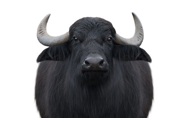 Carpathian buffalo isolated on a white