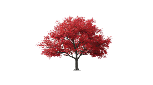 Red maple tree