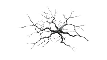 Neuron, neurone, nerve cell, isolated