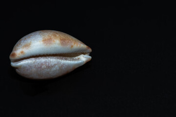Elegance in Darkness: Conus Species on Black Background