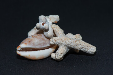 Marine Majesty: Coral Reefs and Conus Species on Black Background