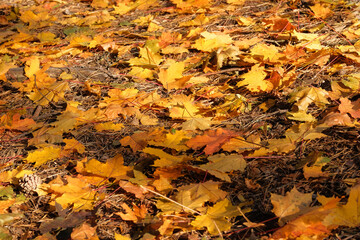 Walking in autumn park. Sunny weather in autumn. Bright yellow leaves. Hello october.