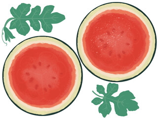 種なしスイカの輪切りイラスト