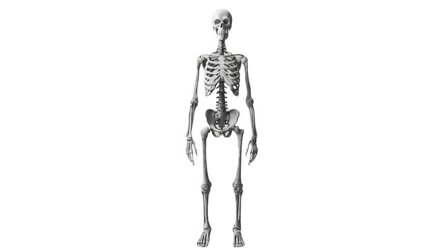 Skeleton, internal skeleton