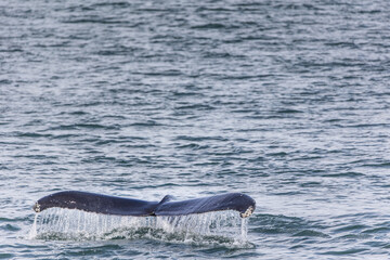 Fototapeta premium a humpback whale tail flops out of the water