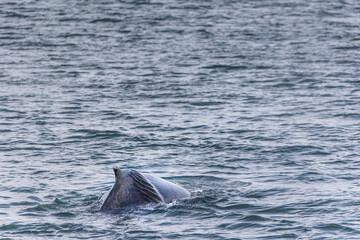 Fototapeta premium a humpback whale back flops out of the water