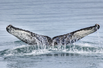Fototapeta premium a humpback whale tail flops out of the water