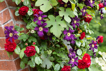 Red roses and purple clematis flowers blooming in early summer.