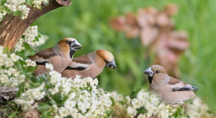 Three hawfinch sits an a flowering tree.  Two male and one female hawfinch. Coccothraustes coccothraustes