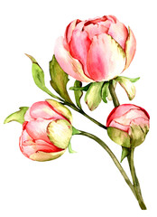 Hand draw watercolor peony flowers