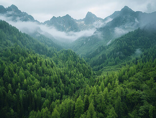 Fototapeta premium Aerial View of Lush Green Forest in the Alps