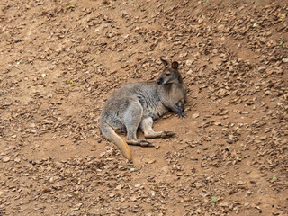 marsupial from the Cabarceno park (Cantabria-Spain)