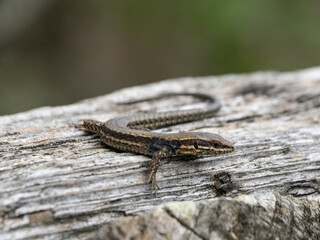 Wild lizard from Cabarceno Park (Cantabria)