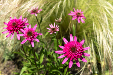 Obraz premium View of Echinacea purpurea flowers blooming vigorously in the summer garden.