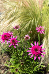 Fototapeta premium View of Echinacea purpurea flowers blooming vigorously in the summer garden.
