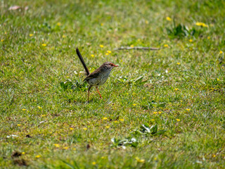 Fairy Wren Facing Left Into Sun