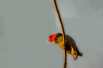 Sunset Gang Gang Black Cockatoo