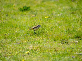 Yellow Rumped Thornbill Side On