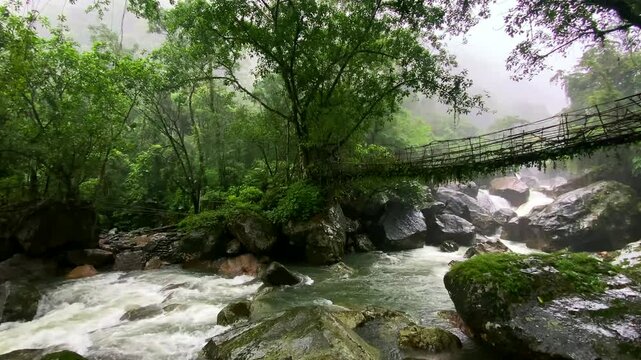 Single Living roots bridge in nongriat village in cherrapunjee meghalaya India. This bridge is formed by training tree roots over years to knit together.