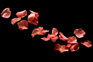 falling red rose petals on a black background