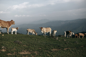 Obraz premium cows in the mountains