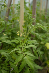 ripe red plum tomatoes in green foliage on bush. Growing of vegetables in greenhouse. High quality photo
