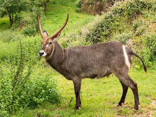 scimitar-horned oryx from Cabarceno Park (Cantabria)