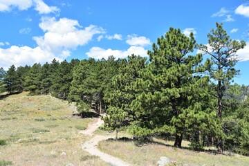 Scenic hiking trail through a forest with lush green trees in Betasso Preserve