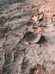 Wall texture soil dry crack pattern of drought lack of water of nature brown old broken.