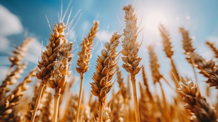 Fototapeta premium Picturesque view of a tranquil rural landscape with a beautiful golden wheat field border