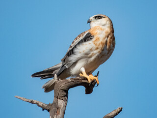 Juvenile Black-shouldered Kite in South Australia