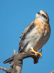 Juvenile Black-shouldered Kite in South Australia