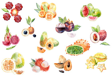 Set of Hand Drawn Watercolor Tropical Fruits.