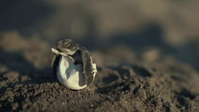 A marine turtle, Caretta caretta out of the nest, still on its egg on the beach.