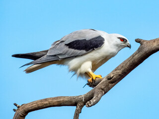 Black-shouldered Kite in South Australia