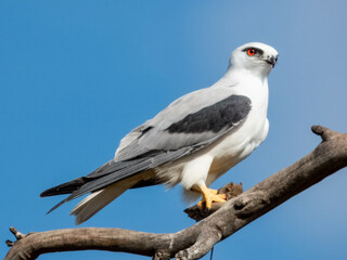 Black-shouldered Kite in South Australia