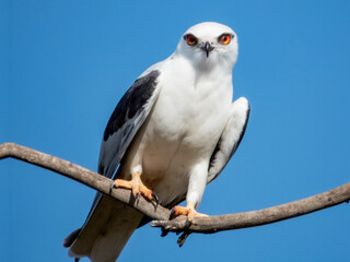 Black-shouldered Kite in South Australia