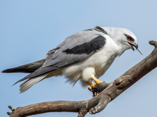 Black-shouldered Kite in South Australia