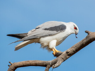 Black-shouldered Kite in South Australia