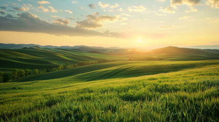 Obraz premium Beautiful green fields of wheat. Sunset light