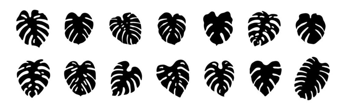 monstera leaf silhouette vector art set graphic design summer tropical leaves nature tree plant hand draw doodle cut out outline line green hawaii holiday drawing palm yoga organic decorative element