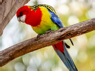 Eastern Rosella in South Australia