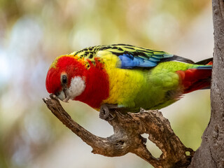 Eastern Rosella in South Australia
