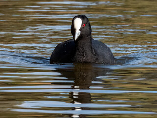 Eurasian Coot in South Australia