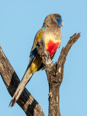 Greater Bluebonnet in South Australia