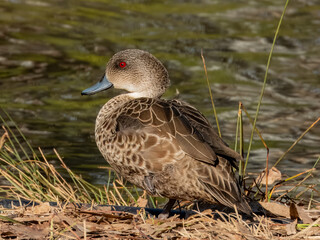 Grey Teal in South Australia